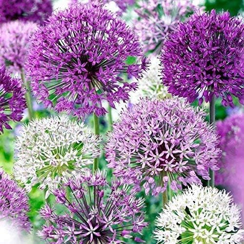 Allium Blend Purple - Paquete mixto de Allium para jardín, paisajismo o cultivo en contenedores (40 bombillas)