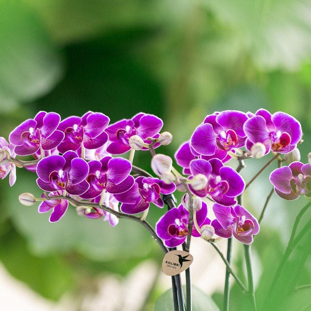 Orquídeas Kolibri | Orquídea Phalaenopsis morada - Morelia - Tamaño de maceta de 9 cm de diámetro | Planta de interior floreciente - Fresca del criador