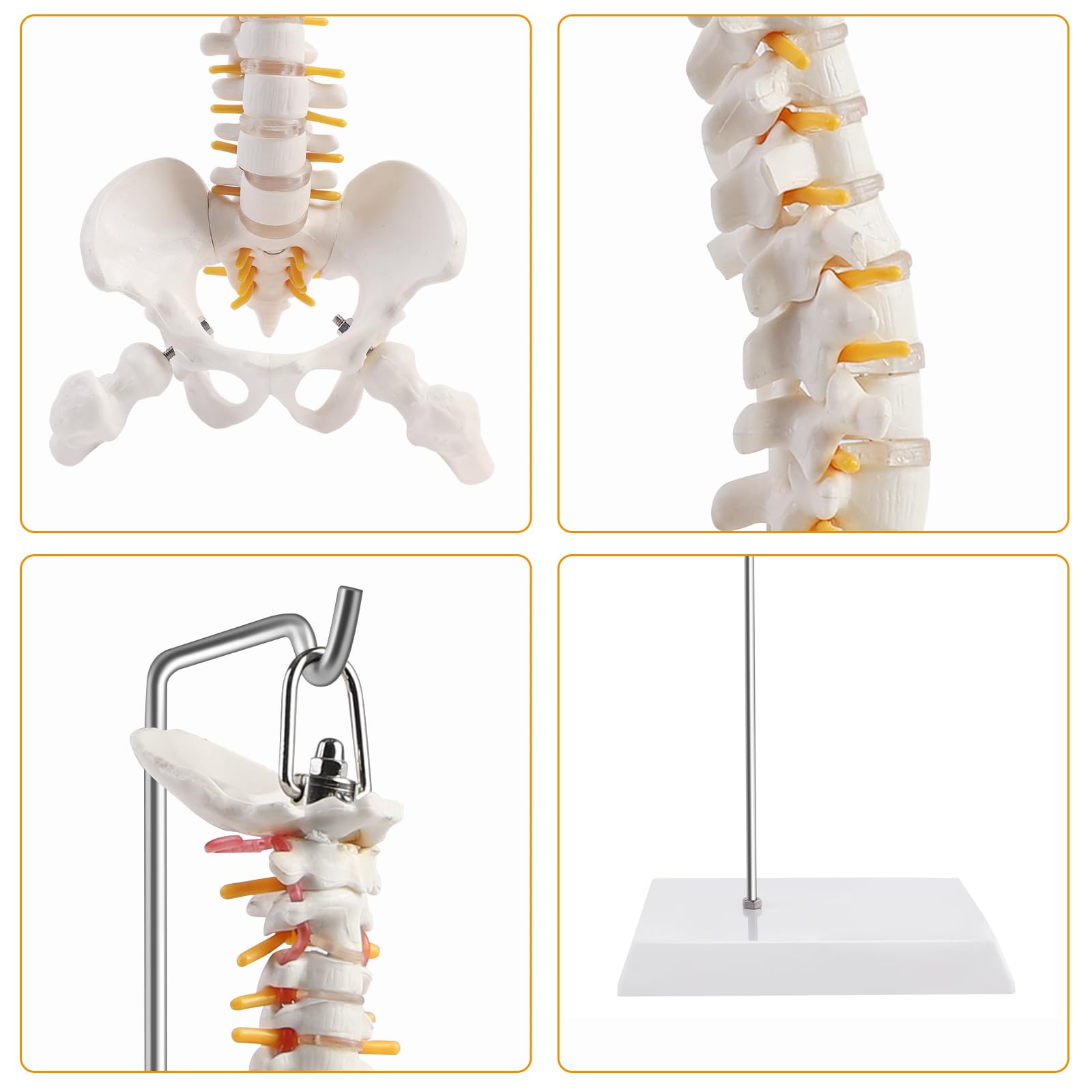 ERWEY Modello della colonna vertebrale umana, modello scheletrico della colonna vertebrale con colonna vertebrale, bacino, cosce, piedistallo e supporto per la ricerca medica in classe-45cm