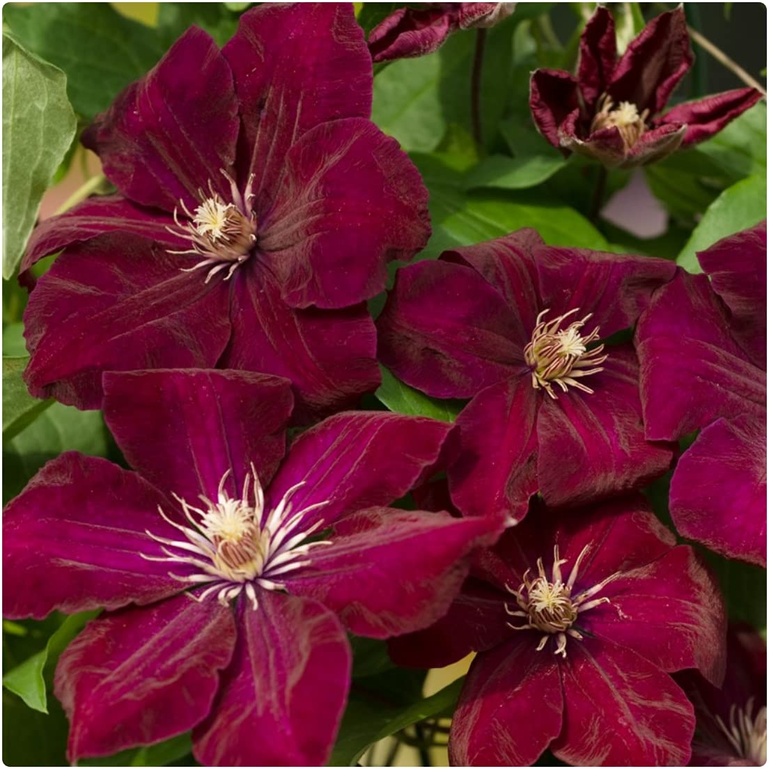 Clematis 'Rouge Cardinal' X 3 Large Plug Plants for Potting on by Growtanical