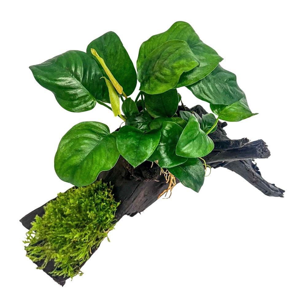 AquaOne Anubias barteri et mousse d'aquarium, sur racine de mangrove, décoration naturelle d'aquarium, facile d'entretien, idéale pour les crevettes, les silures et l'aquascaping