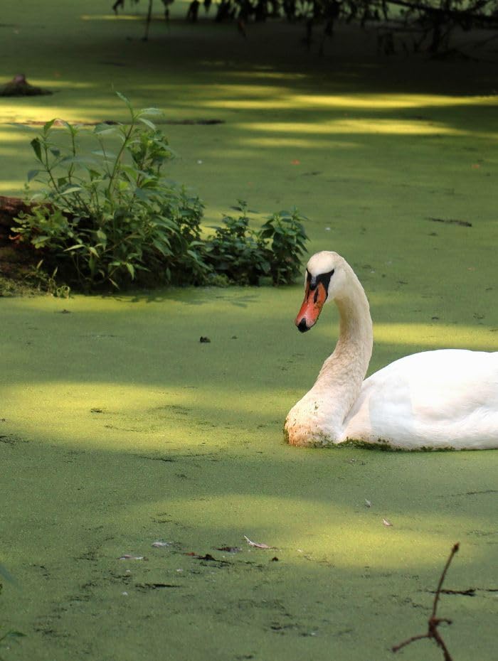 2000+ Duckweed Floating Live Plants Aquarium Tank Garden Pond Duck Weed