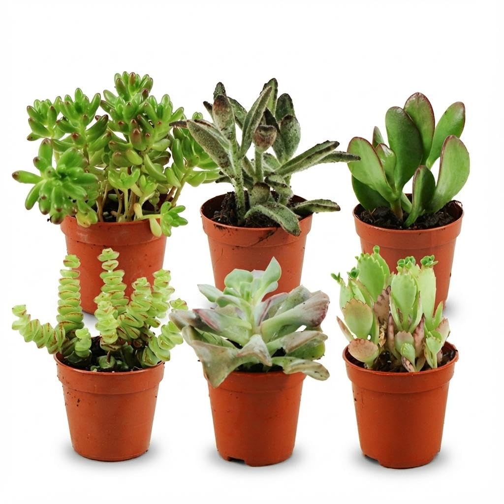 Mini Sukulenty z Mięsistymi Liśćmi, Dekoracja, Zestaw 6, Doniczka 5,5 cm