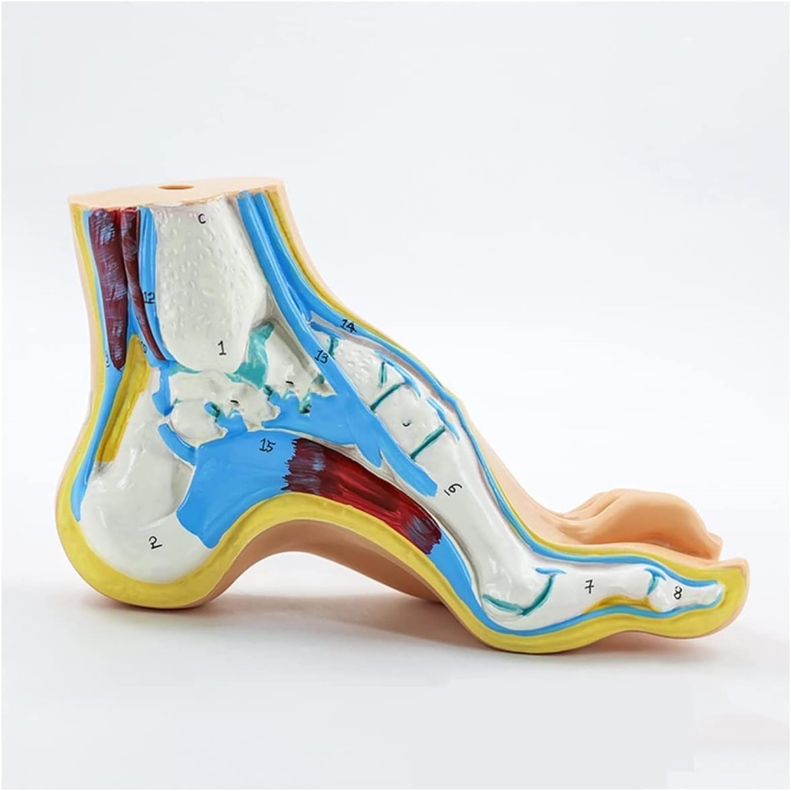 Model anatomii ludzkiej stopy, 1:1 naturalnej wielkości płaska stopa łukowa anatomia model mięśni do nauki medycyny nauki klasy materiały dydaktyczne