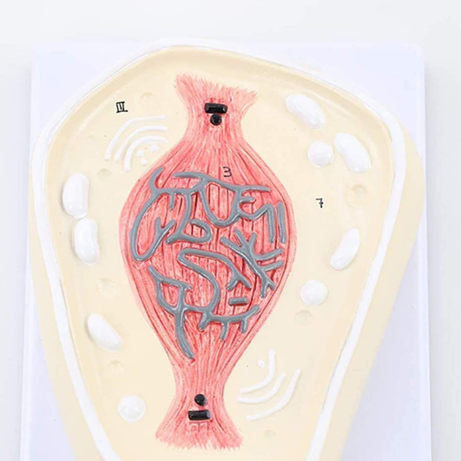 Pośrednie podział chromosomu model anatomiczny komórek Model Ręcznie robione odporne na korozję lekkie medyczne szkolenie edukacyjne narzędzie pomocy Modele medyczne Materiały edukacyjne