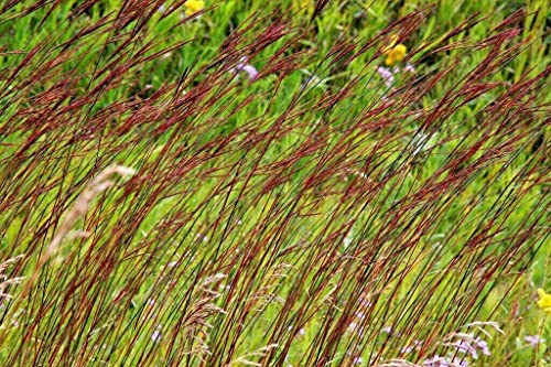 The Gardening World 1000 Big Bluestem Seeds American Native Prairie Grass Andropogon gerardii blue TGW-ANGE 0 - Thumbnail 5