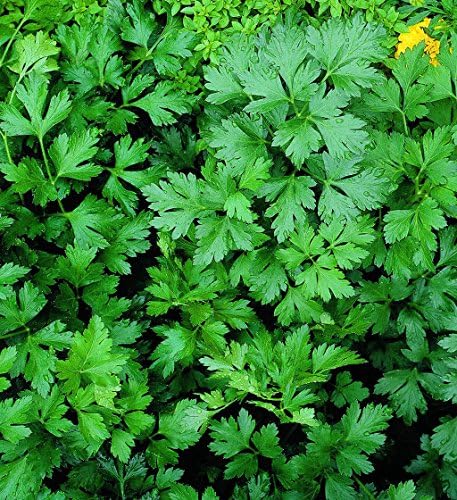 Parsley Seeds - Italian Plano - Petroselinum crispum - Sale!! 100...