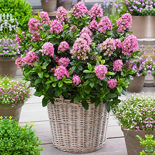 Escallonia laevis 'Pink Elle' Evergreen Flowering Potted Outdoor Garden Shrub (20-30cm (Incl. Pot))