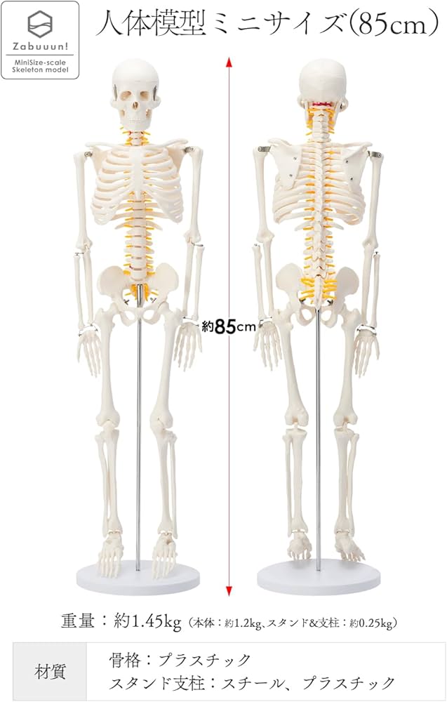 Amazon.co.jp: 【国際規格認証品】ミニ 人体模型 85cm 神経根有り 全身