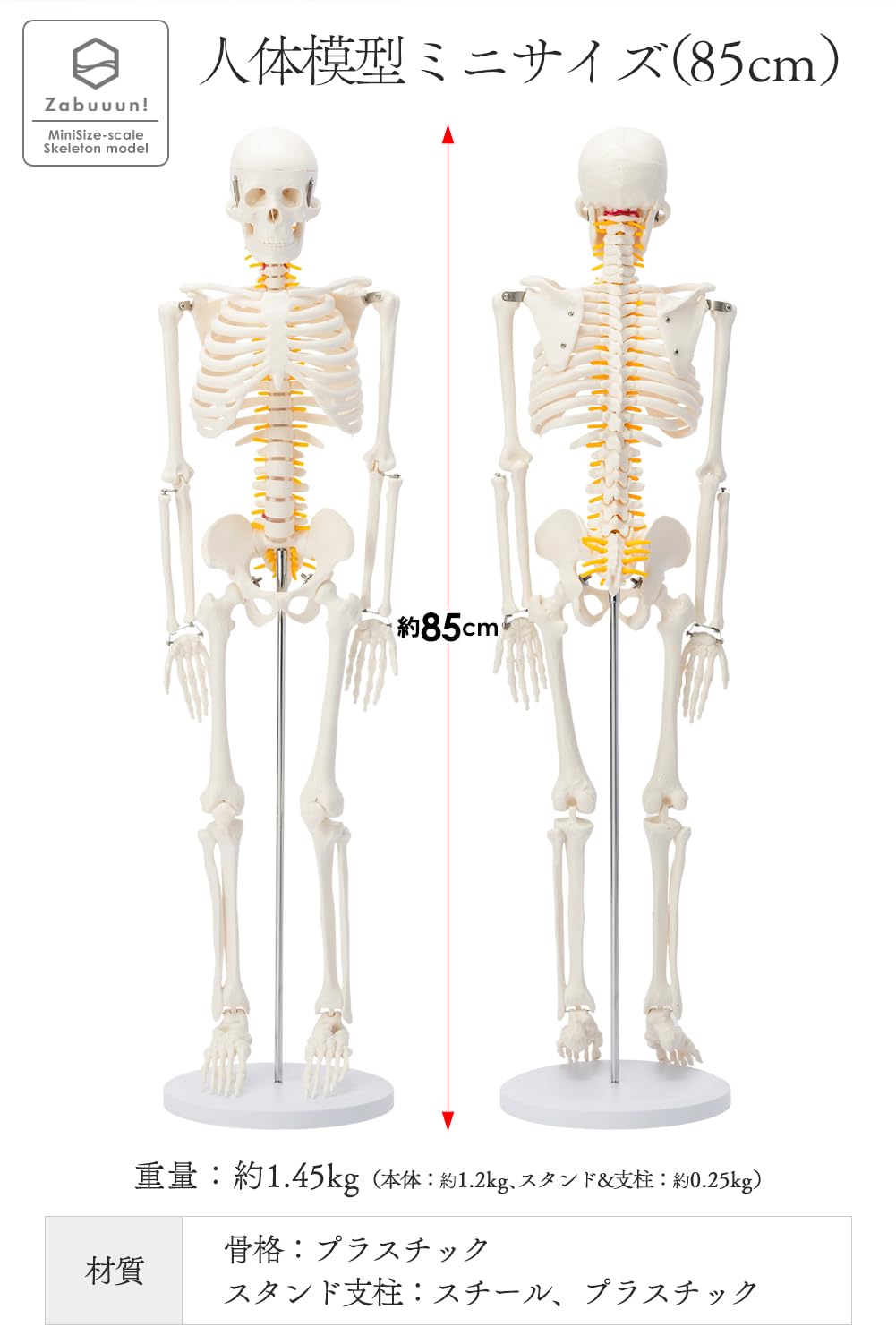 Amazon.co.jp: 【国際規格認証品】ミニ 人体模型 85cm 神経根