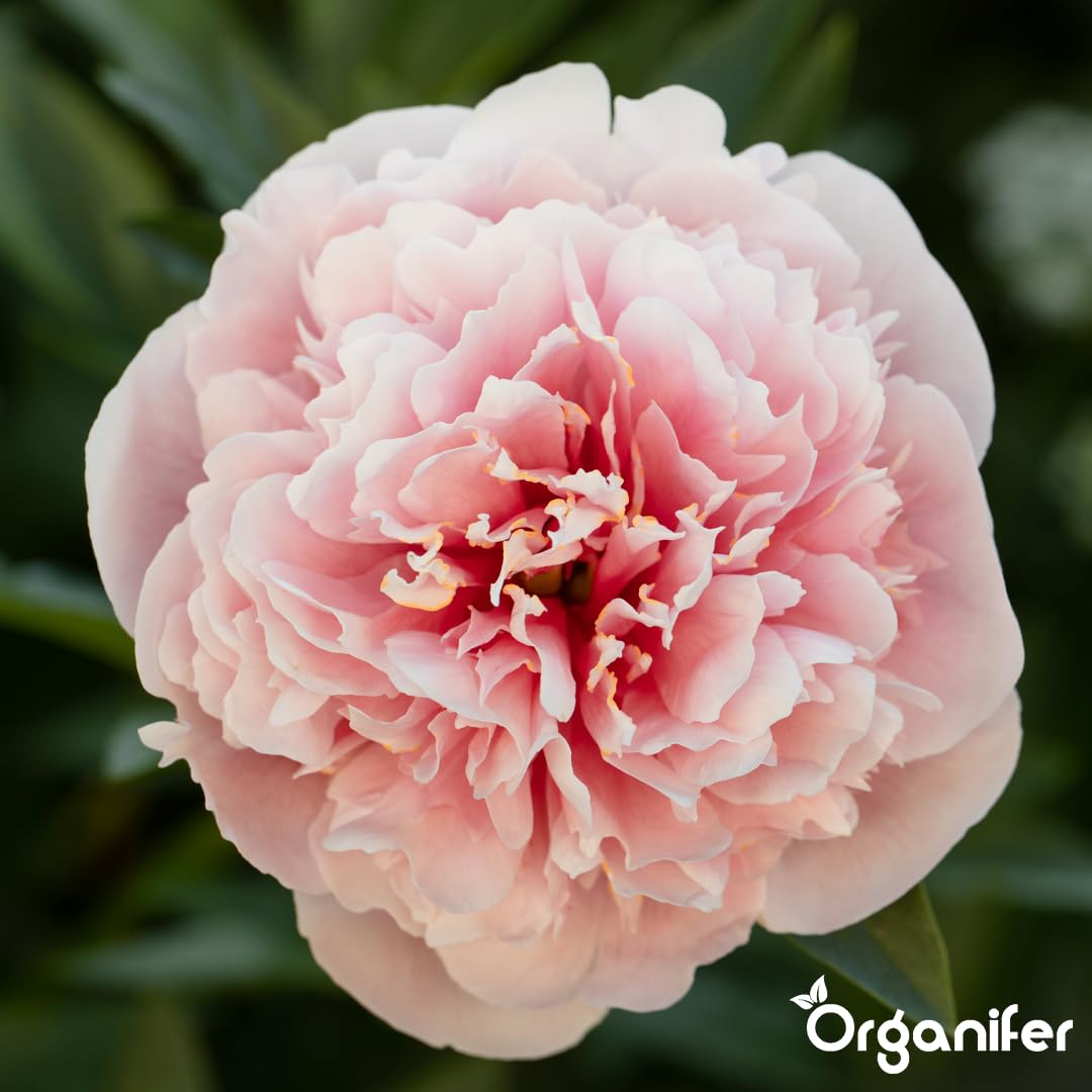 Peony Nawóz Organiczny Do Kwiatów - 10L - NPK 2-1-8 | Zdrowe Liście - Silne Korzenie I Wysoka Plonność - Organifer