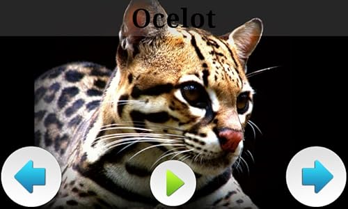 Melhores Animais da América do Sul