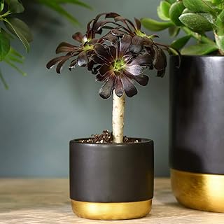 Aeonium Arboreum On Stem House Plant Tender Perennial Houseplant Plants Easy to Grow Your Own 1x 9cm Potted Plant by Thompson and Morgan