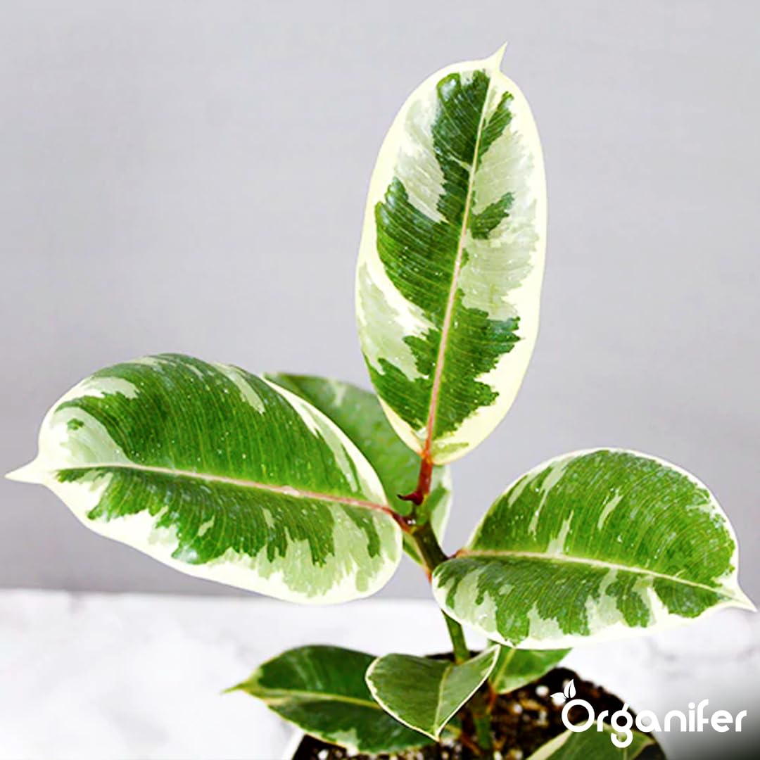 Fertilizante Líquido - 3x1L - Para Ficus - NPK 2-1-8 | Plantas Sanas Y Hojas Vigorosas - Organifer
