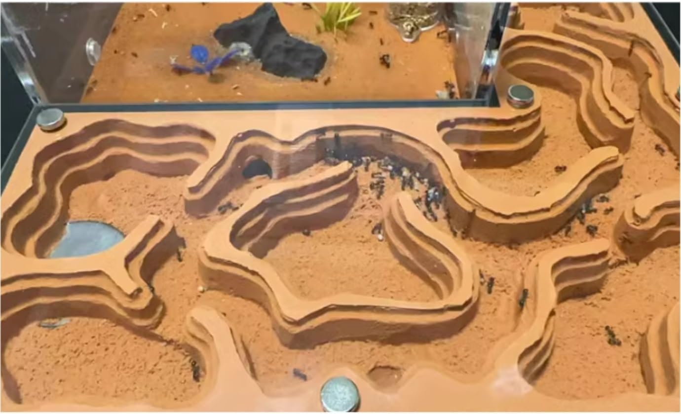 Stereoskopische Acrylbeobachtung Nest Acryl Ameisen Ökologisches Nest Insektenhaus Set Ameisenkönigin Zuchtschloss Ökologische Haustier Ameisenzuchtbox Studie über das Verhalten von Kolonien