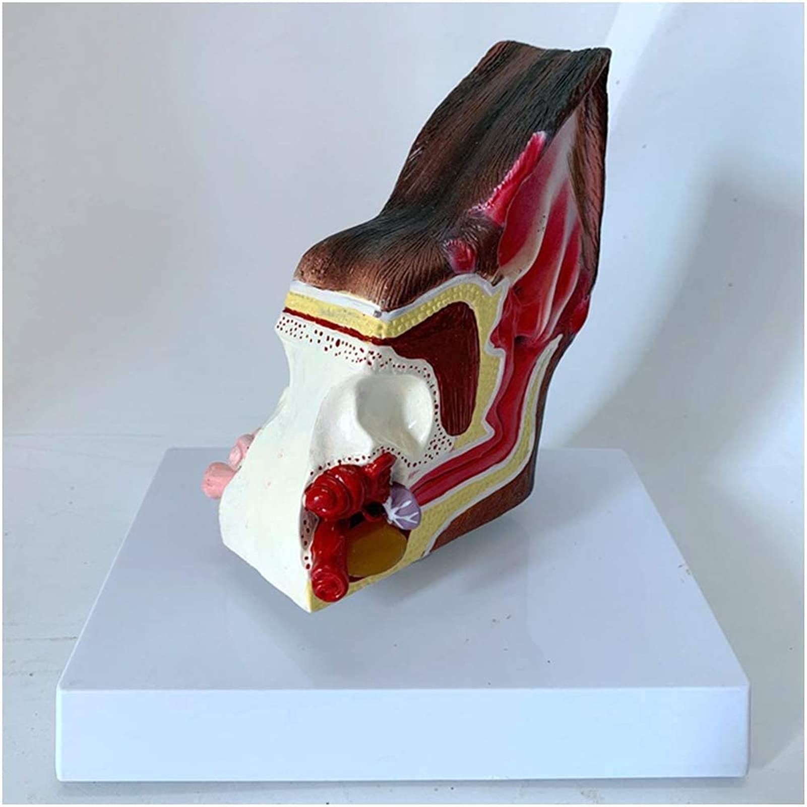Model szkieletu, anatomiczny model ucha psa, model ucha psa, model medycznego ucha psa, model do nauki, nauczania, model medyczny do demonstracji medycznej