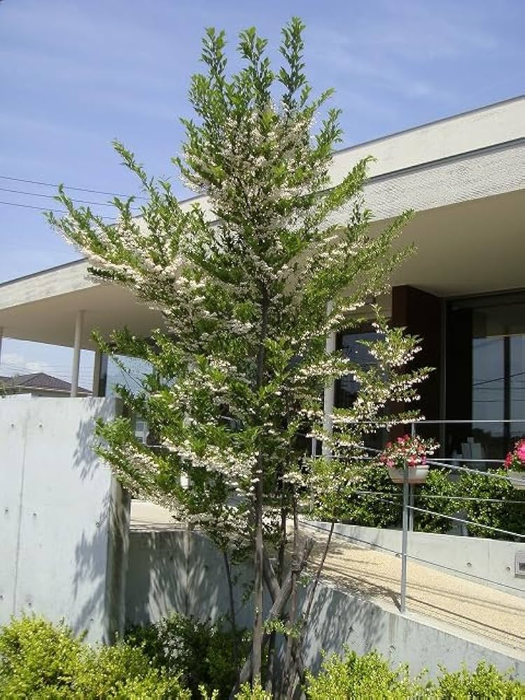Amazon | エゴノキ 株立ち （白花） 大苗 庭木 | 植木