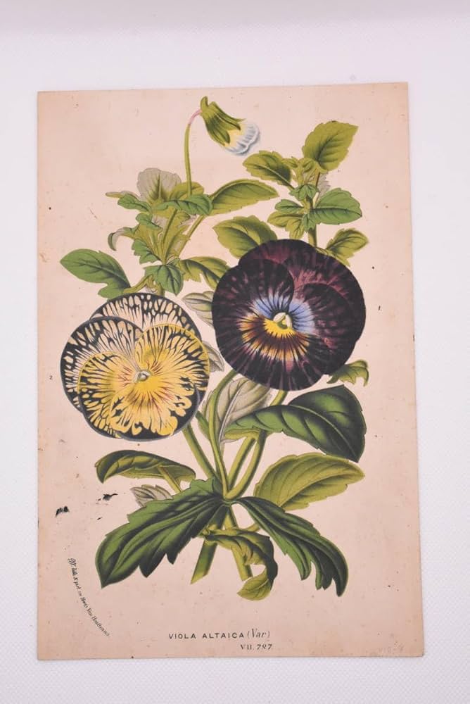 フランスアンティーク　スミレの古い油絵 フランスアンティーク スミレの古い油絵 61a7WCsBxEL._UF894