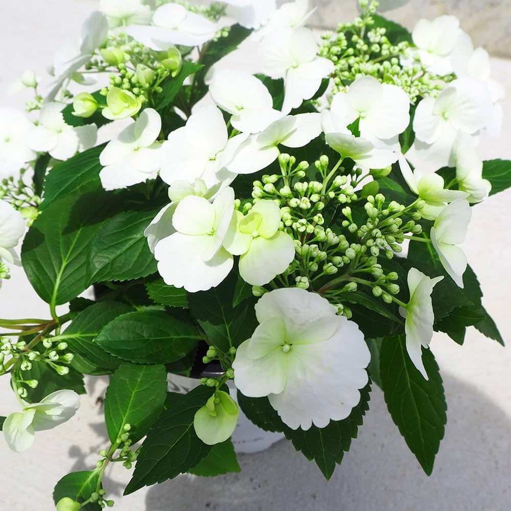 リョウケイ ラグランジア ブライダルシャワー クレマチス ペトリエイ リョウケイ様専用 ラグランジア ブライダルシャワー クレマチス