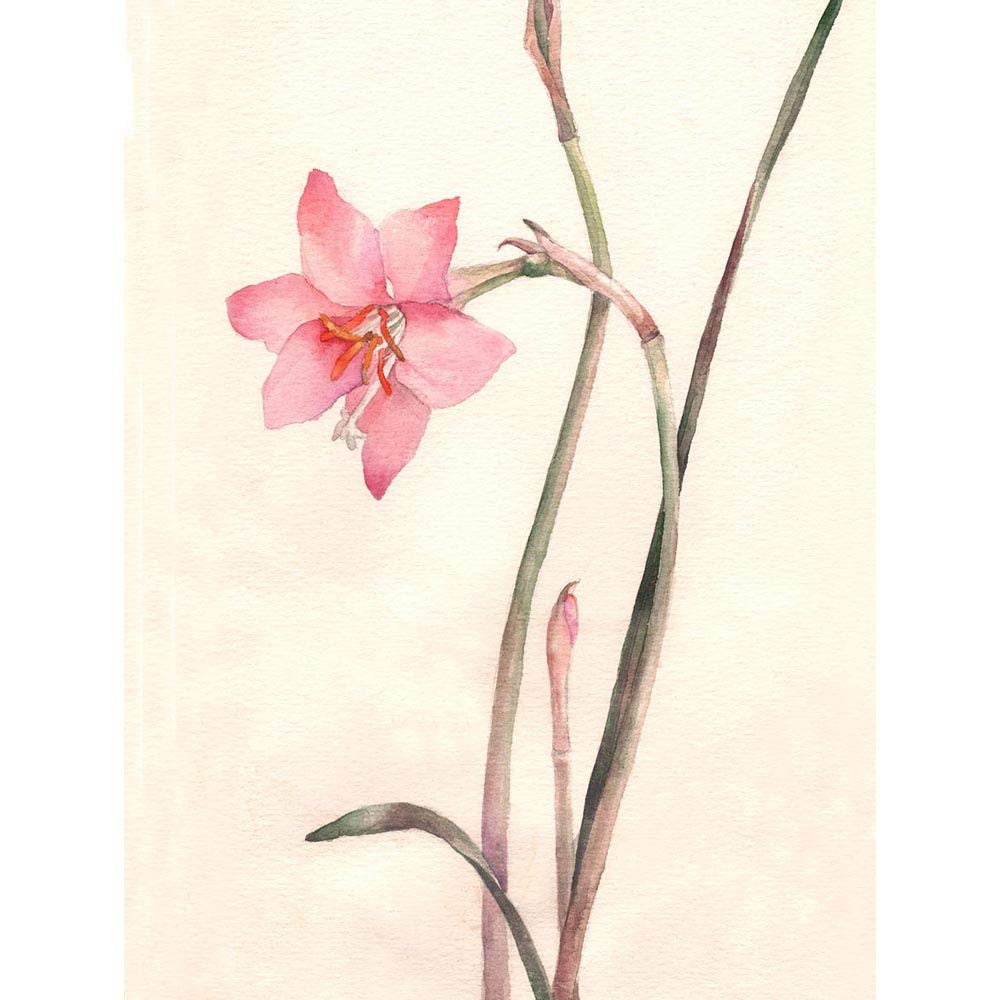 Wee Blue Coo Flower Zephyranthes Watercolour Art Print Poster Wall Decor 12X16 Inch