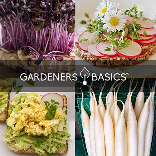 Radish Seeds For Planting 5 Individual Packets - Watermelon, French Breakfast, Champion, Cherry Belle, White Icicle For Your Non Gmo Heirloom Vegetable Garden By Gardeners Basics #TOP4