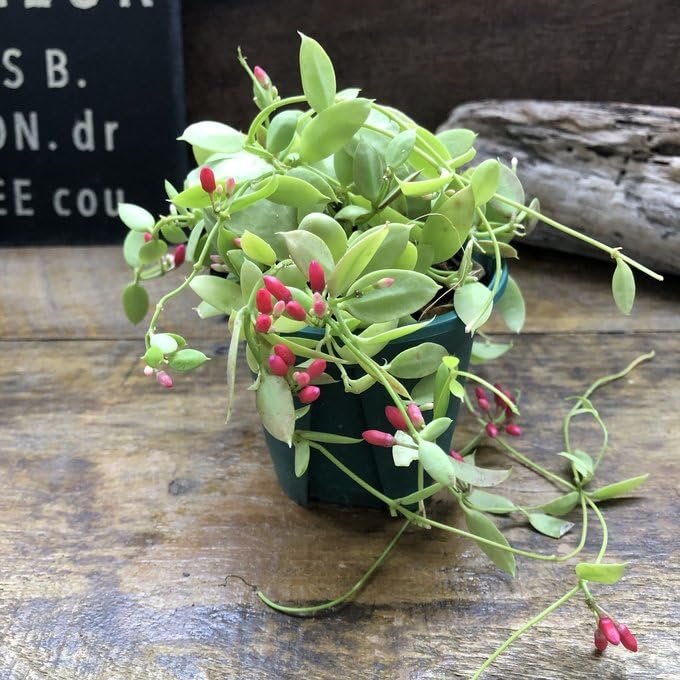 Amazon.co.jp: カンガルーポケット ディスキディア 観葉植物