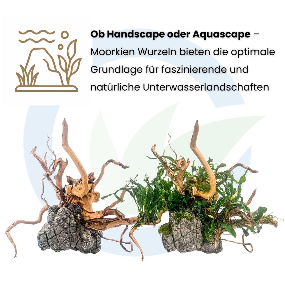 AquaOne Aquarium Wurzel XXL 90-110 cm - 1 Stück - Filigrane Moorkienwurzel für Aquascaping, Naturdeko & Aufsitzerpflanzen - Handverlesenes Unikat für Süßwasseraquarien