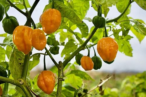 Miniatura 4 de Semillas de pimiento picante Habañero de limón para plantar, más de 25 semillas de reliquia por paquete, semillas de jardín de Isla (semillas de