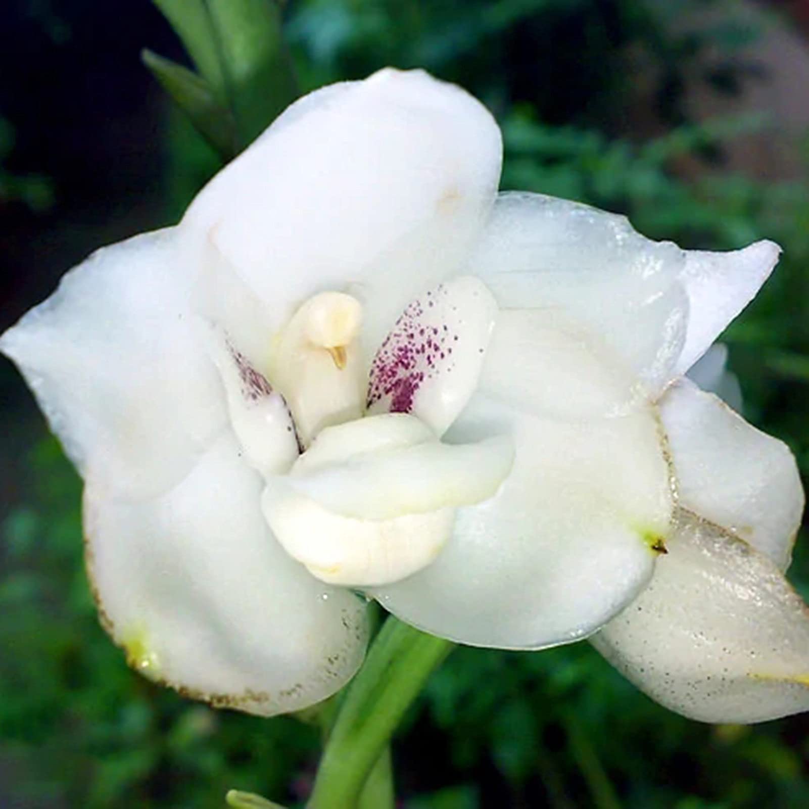 Seeds 1 Bag Seeds High Survival Rate Growing Fast Small High Yield Peristeria Elata Hook Seeds for Garden Plant Seeds for Park