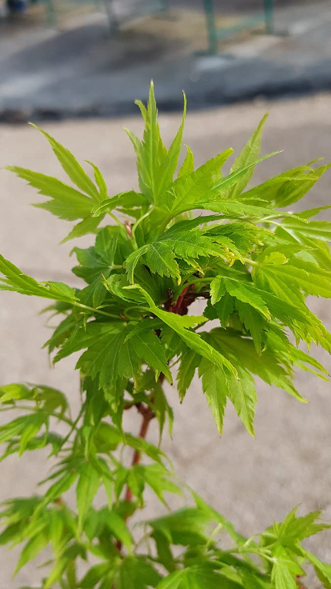 Acer palmatum 'Sangokaku' / Erable du Japon à l'écorce rouge corail/Conteneur de 3 à 4 litres