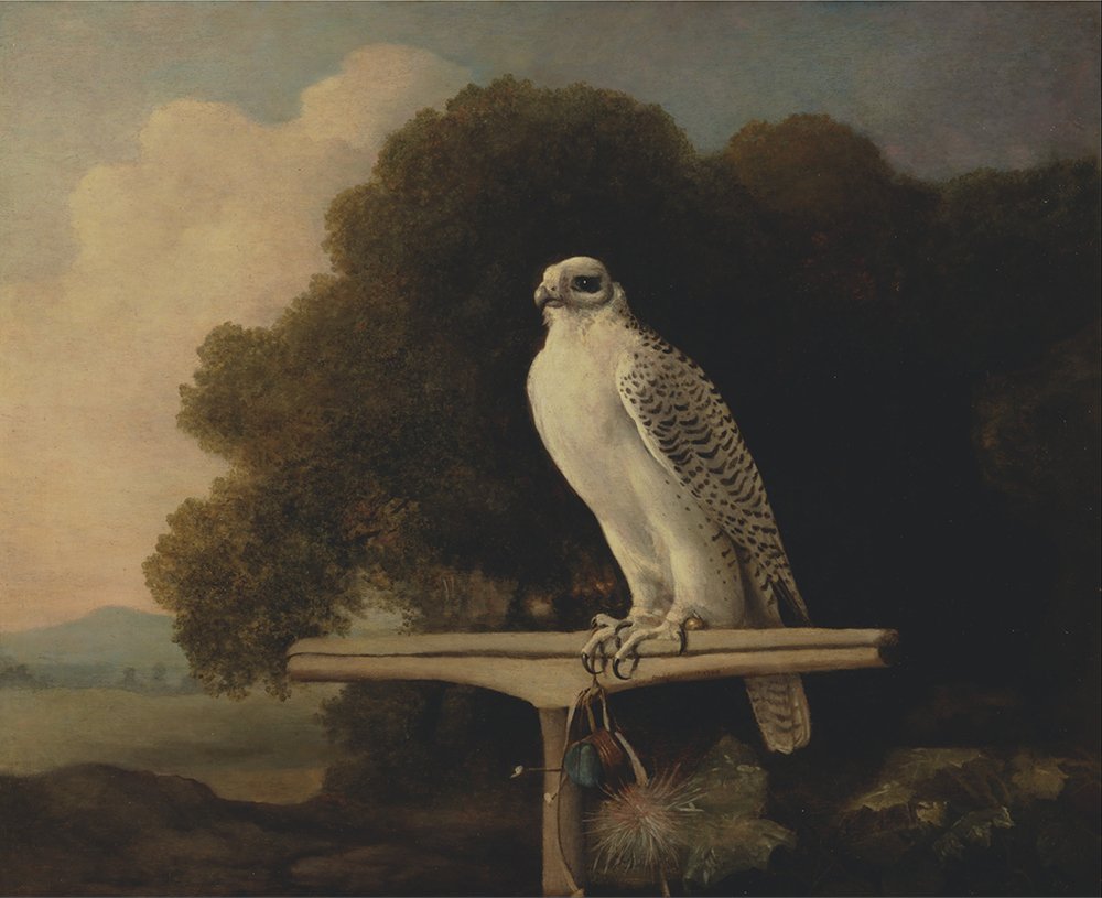 Lámina de George Stubbs: Greenland Falcon en impresión mate de archivo y tamaño pequeño
