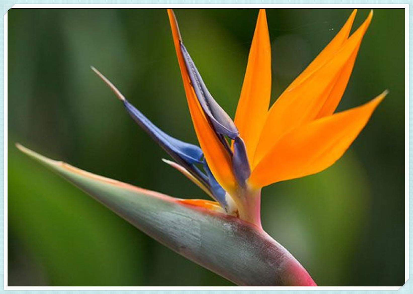 Cut Flowers,Strelitzia Bulbs, Excellent Display, Greening Flower, Bird of Paradise Plant Bulbs,Natural Organic, Good for Containers-3 Bulbs-C