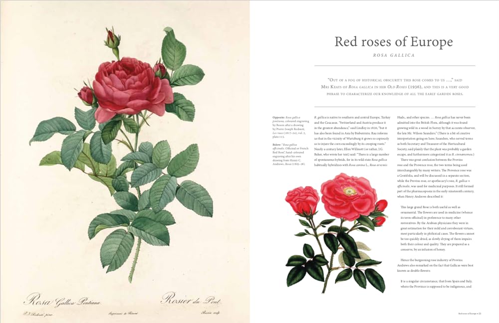 RHS The Rose: The history of the world's favourite flower in 40 roses