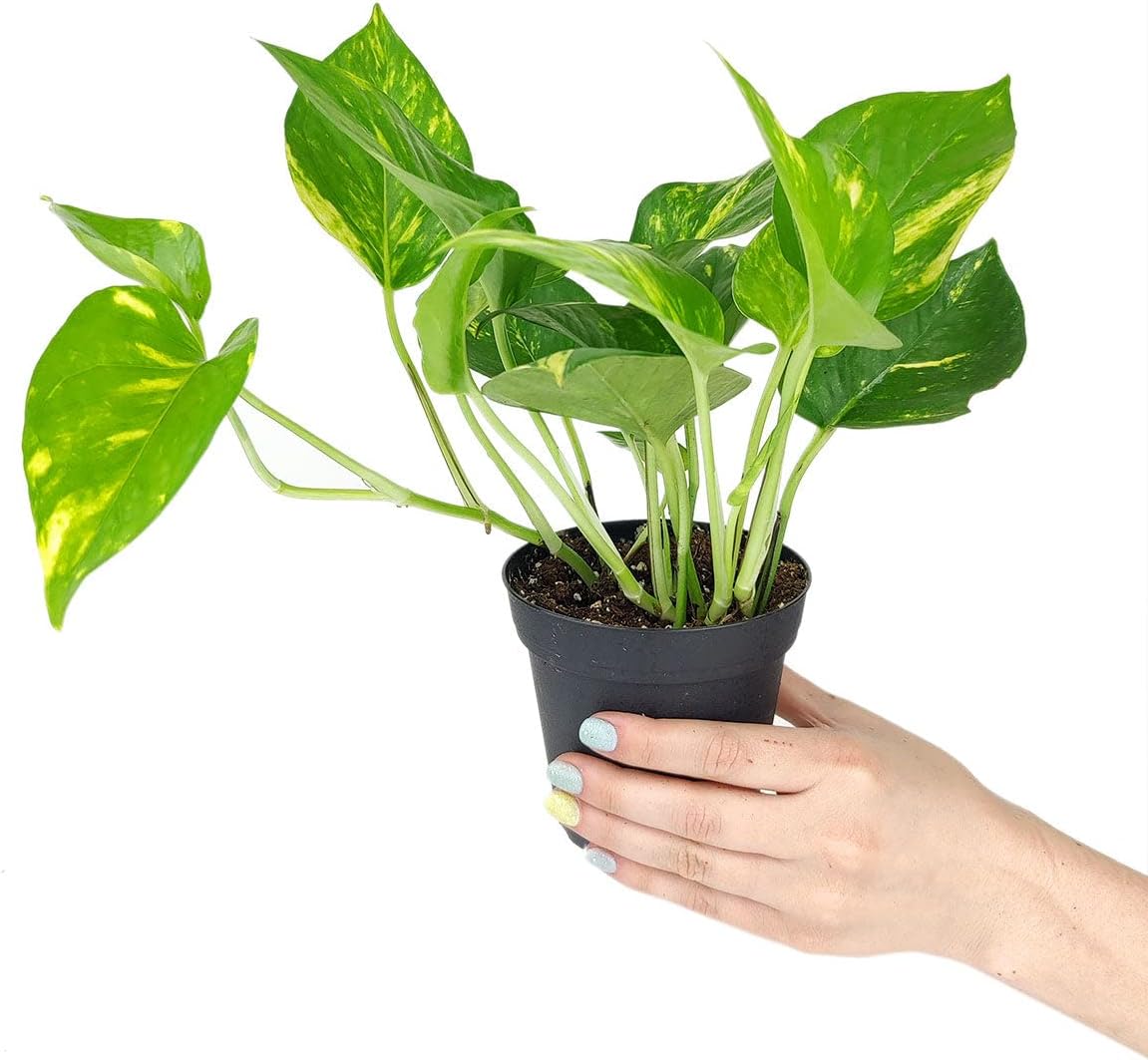 Syngonium Neon Robusta (6 inch) - Lucky Houseplants - 4/6 inch Unique Live Decorative Houseplants - Easy to Care Indoor Plants, Perfect for Office, Home & Feng Shui Decor