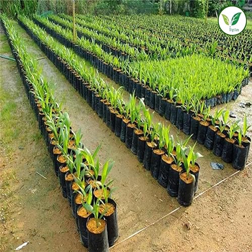 Image of IAgriFarm UV Protected Poly Grow Bag /Nursery Plant Bags, 25x25 inch, 10 Qty, Black