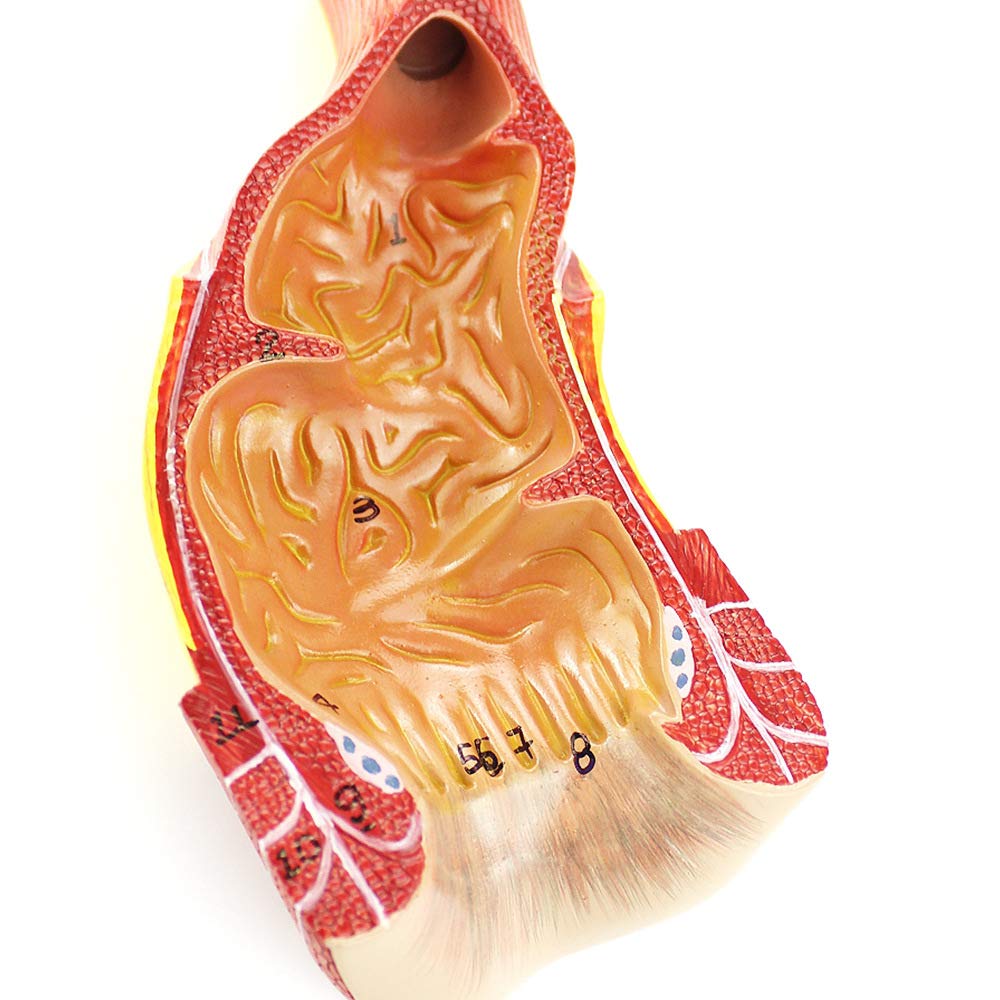 1 szt. Model odbytu człowieka - Anatomiczny model edukacyjny do nauki anatomii, materiał PVC, pomoc dydaktyczna do modelu odbytniczo-odbytniczego