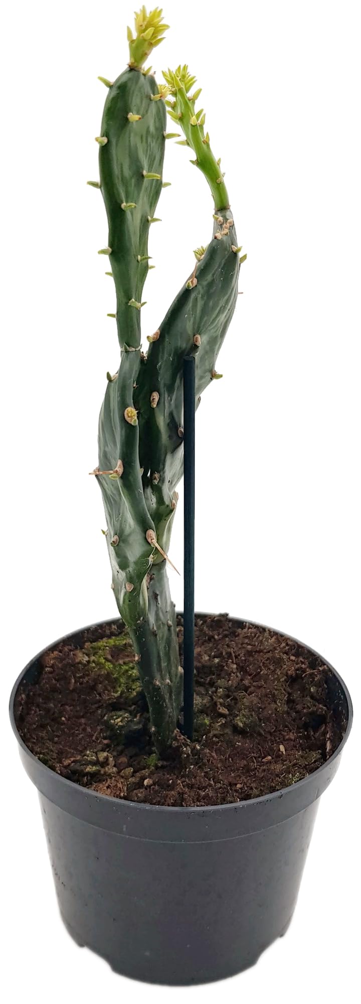 Fangblatt - Opuntia Jamaicensis "Ghost" - der Gliederkaktus aus Jamaica -  eine auergewhnliche Zimmerpflanze und pflegeleichte Sukkulente :  Amazon.de: Garten