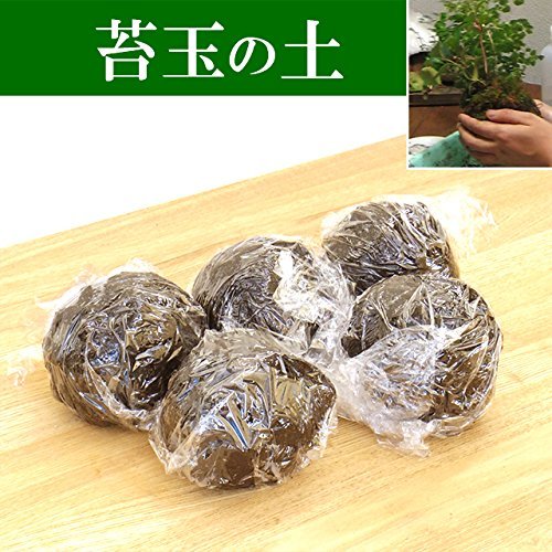 Amazon.co.jp: さあ、苔玉を作ってみませんか？苔があるという方は