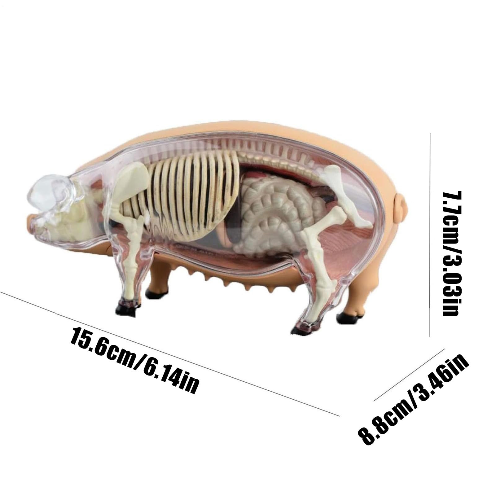 di anatomia animale - Figura scheletro in in PVC, di biologia | realistica, risorsa di educazione medica veterinaria con base | Dissection Science Model per laboratorio, scuola,