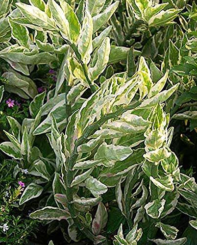 Greenwise Devil's backbone plant | Zig Zag Live Plant | Excotic Rare Plant-image-23