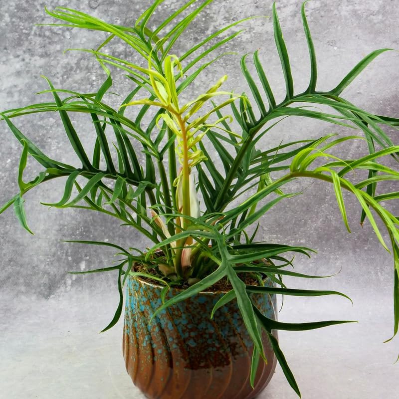 Miniatura 2 de Planta de Tortum Philodendron viva, planta de interior rara tropical variegada, plantas de inicio sin maceta, 12.7-22.9 cm de altura