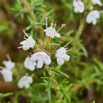 Bulk Herbs: Thyme (Organic)
