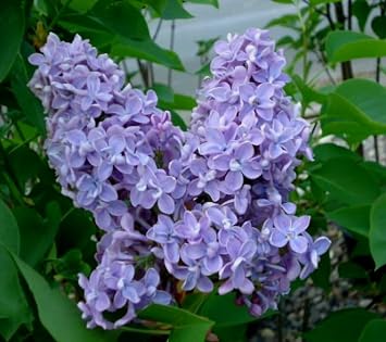 50 Purple Lilac Seeds Extremely Fragrant Japanese Tree Lilac