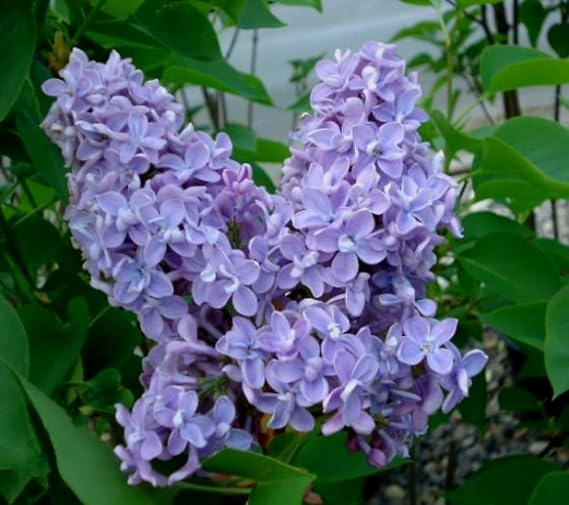 50 Purple Lilac Seeds Extremely Fragrant Japanese Tree Lilac