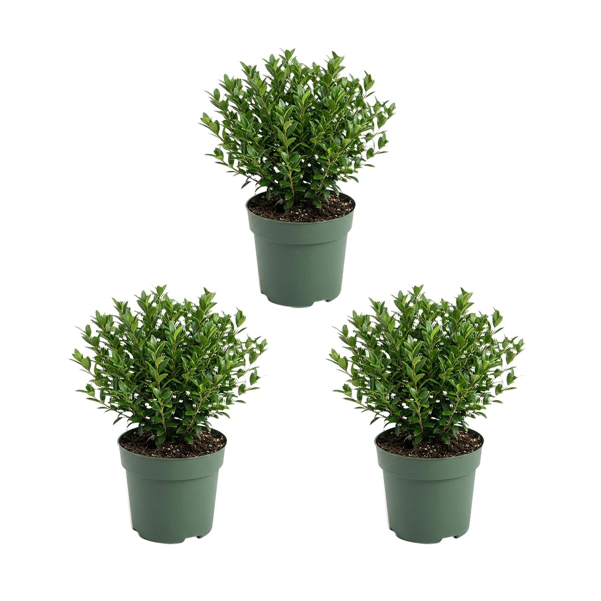 Bloomique - Set di 3 - Ilex Crenata Jenny - Agrifoglio giapponese - Gaultheria - Resistente - Piante da balcone - Altezza 10-20 cm - Vaso 10 cm