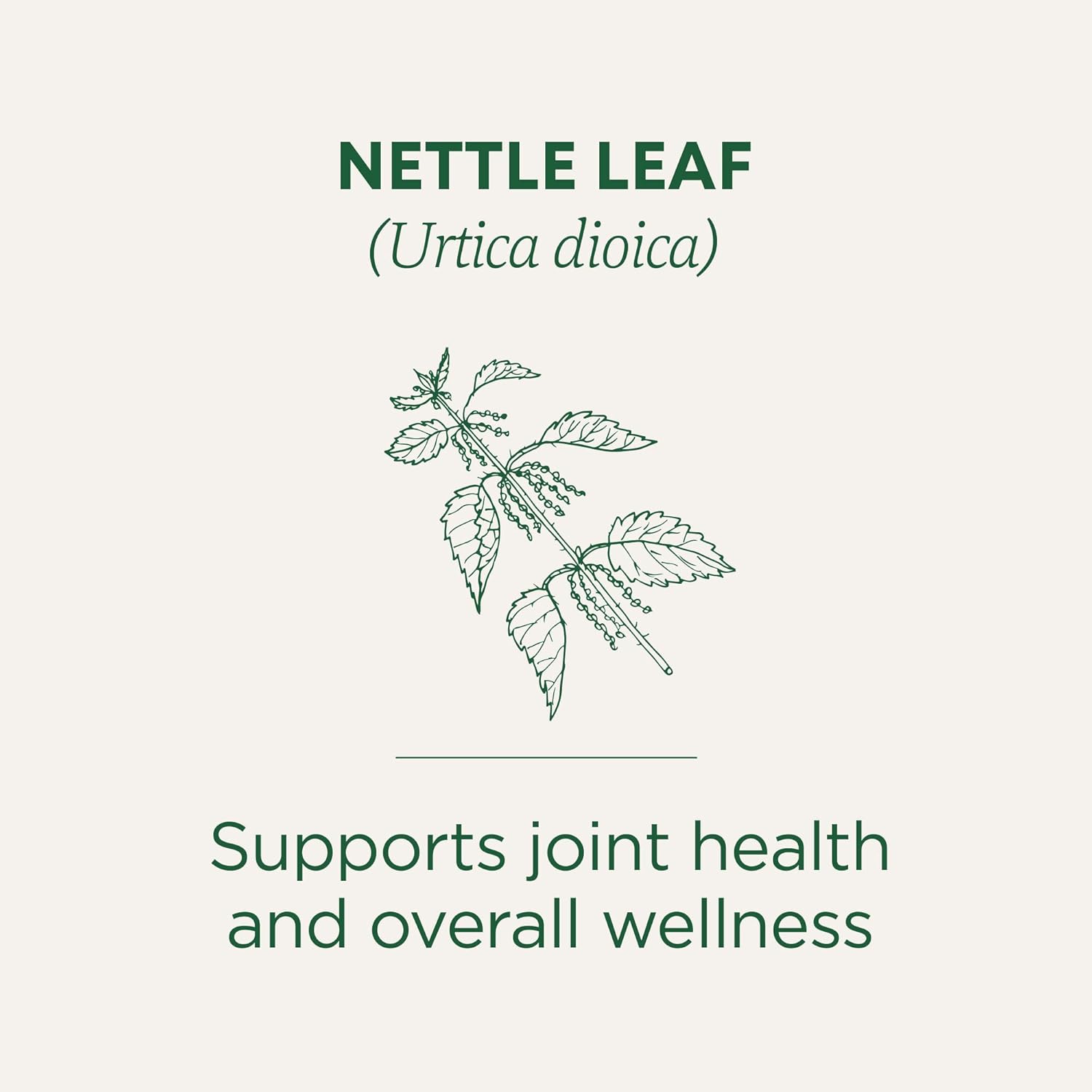 Traditional Medicinals Organic, Nettle Tea - Supports Joint Health & Overall Wellness with Stinging Nettle - Kosher, Non-GMO, Caffeine-Free, Compostable - 16 Tea Bags