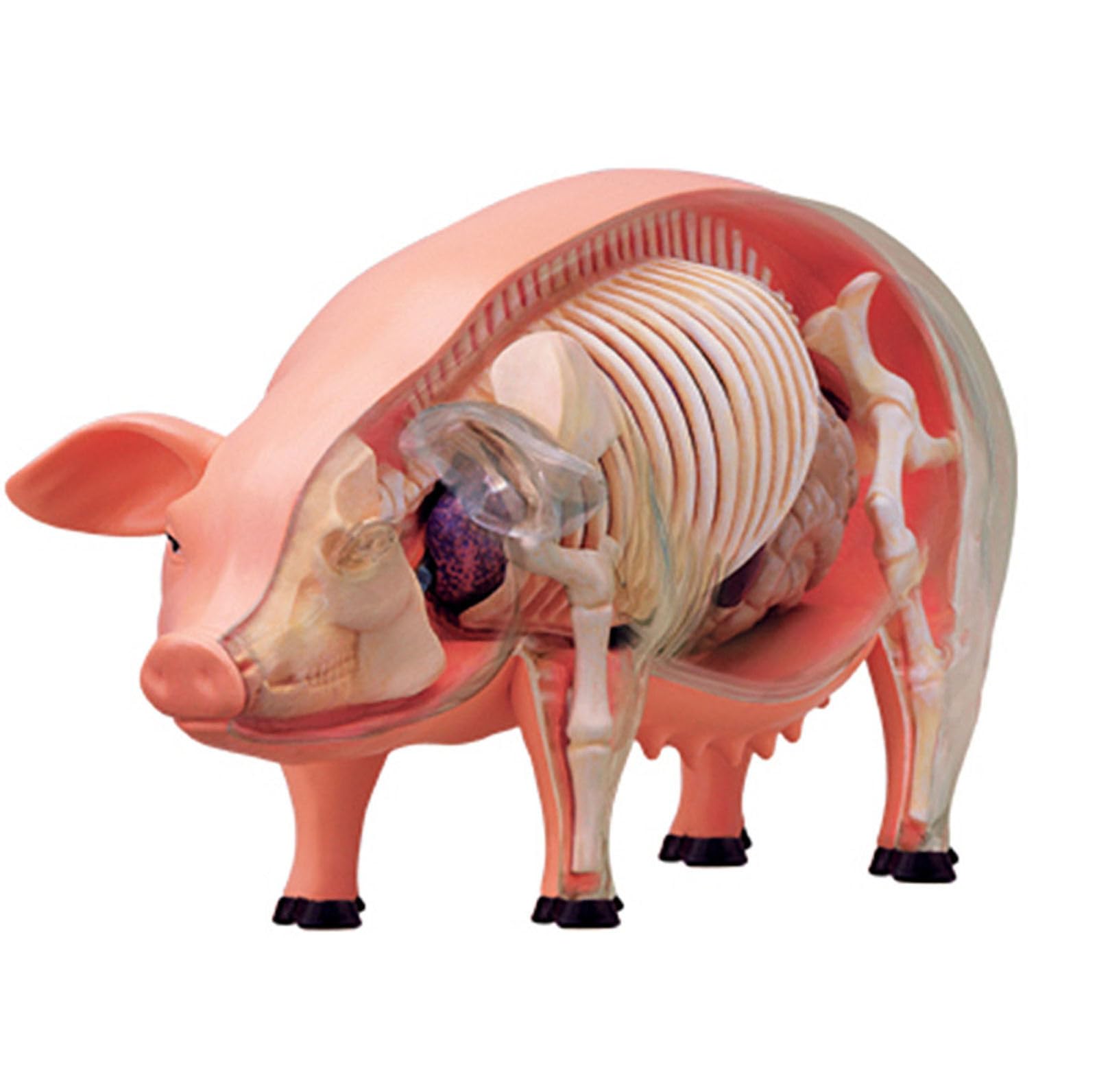 KEHHZUHL 4D Pig Anatomy Model, Animal Pig Organ Anatomy, 19 Detachable Biology Specimen for Veterinary Teaching Demonstration in Pet Clinics and Schools Teaching Aids