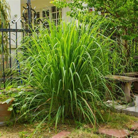 Lemon Grass Plant (B0BS74FZZR) Amazon Price History, Amazon Price Tracker