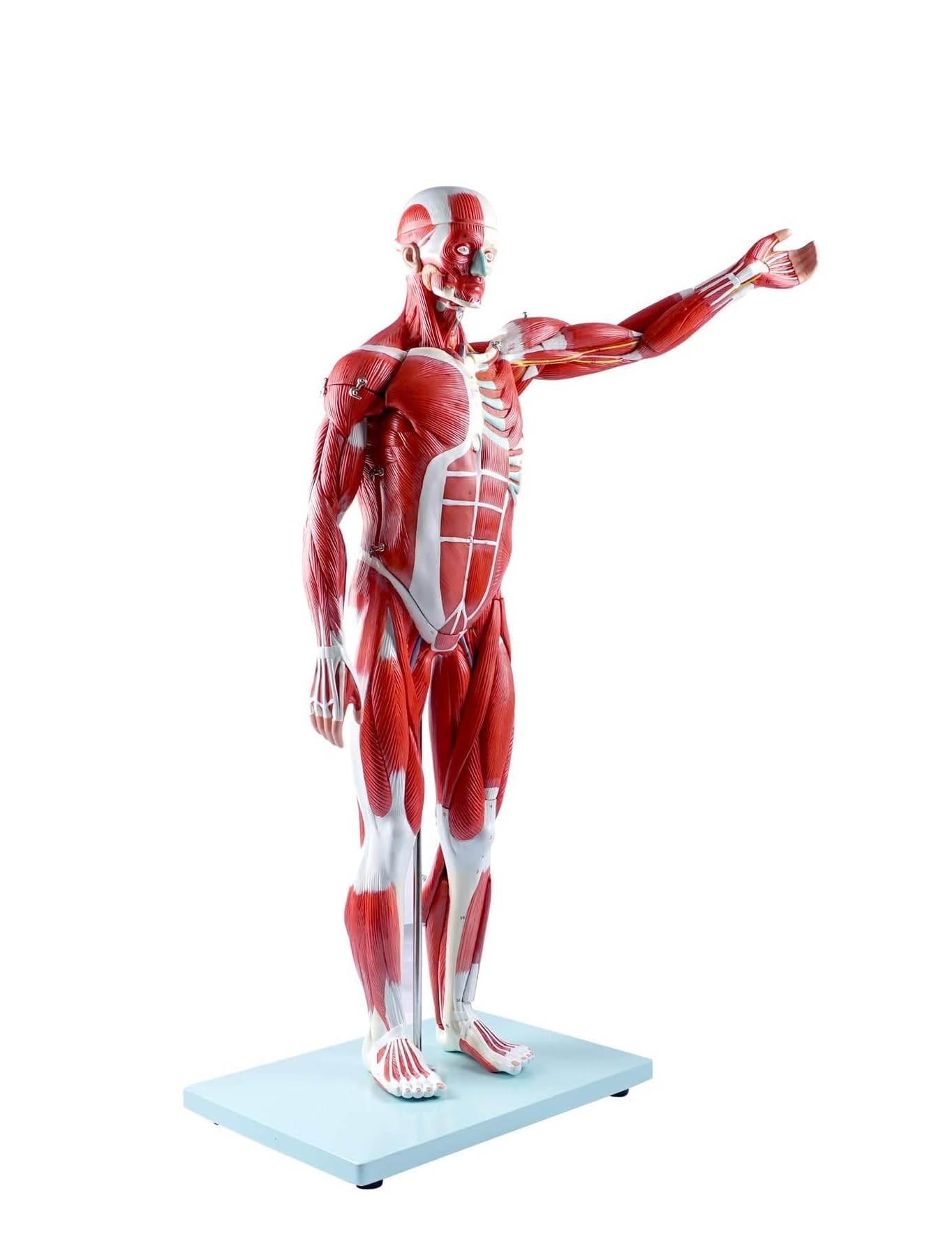 Modello 1/2 replica di muscolo e scheletro umano, 27 parti di anatomia completa for l'insegnamento e l'apprendimento educativo