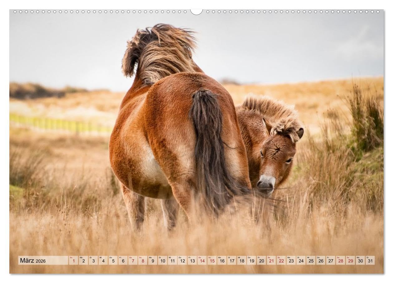 Wildperde - die Magie der Natur (hochwertiger Premium Wandkalender 2026 DIN A2 quer), Kunstdruck in Hochglanz: Magie wilder Pferde (CALVENDO Tiere)